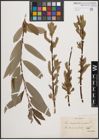 Foto von Salix cinerea L. x Salix viminalis L.